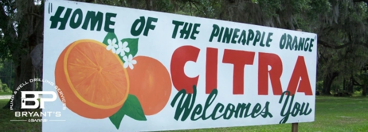 Home of the Pinapple Orange Citra Banner