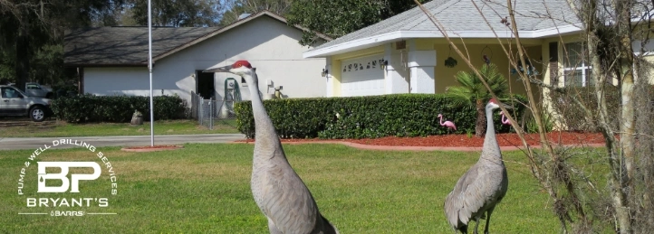 Cranes in a Inverness yard