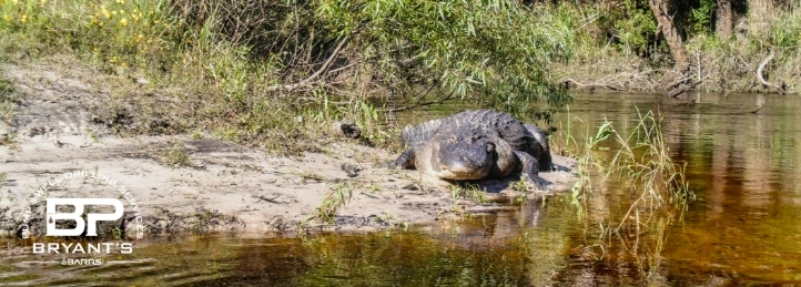 Alligator on a lake shore